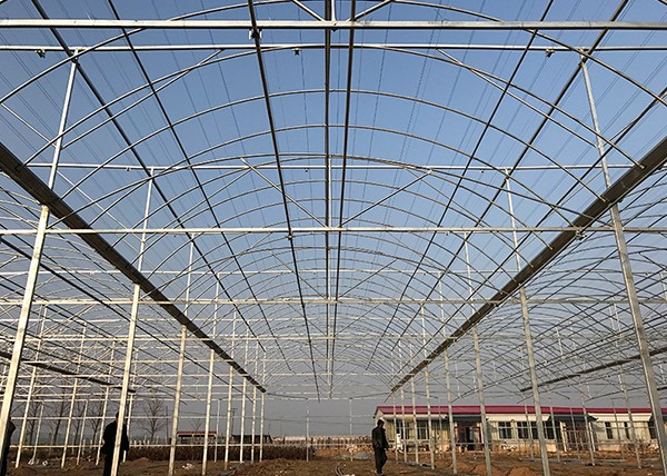 Multi-Span Film Greenhouse