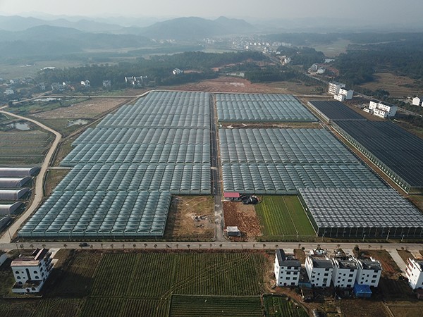 The multi-span film greenhouse in Fuzhou City, Jiangxi Province covers an area of 260,000 square meters
