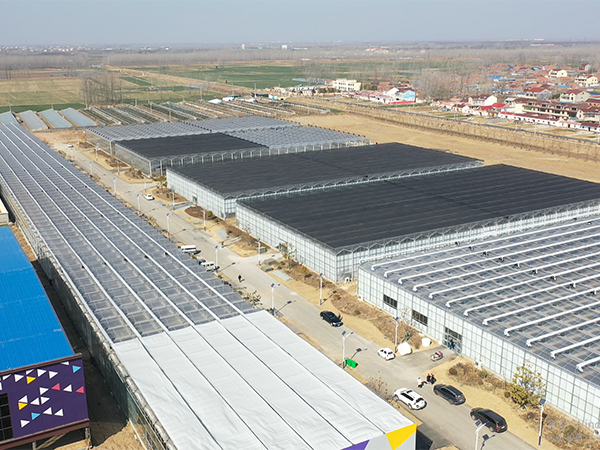 A 3-hectare glass greenhouse in the Orchid Town of Shuyang, Jiangsu Province