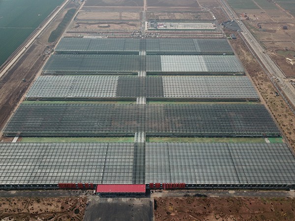 A 7-hectare glass greenhouse in Feixiang District, Handan City, Hebei Province