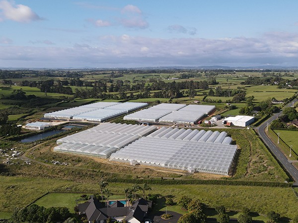A 6-hectare multi-span film greenhouse in New Zealand