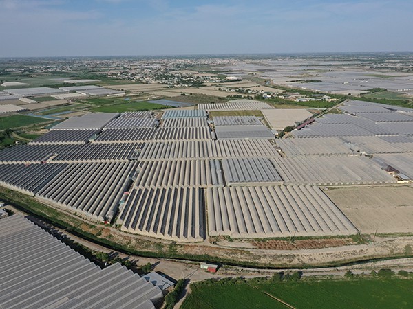 Multi-span film greenhouse in Uzbekistan