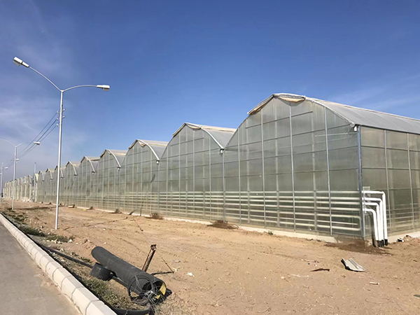 The Gothic multi-span greenhouse in Turkmenistan covers an area of 50,000 square meters