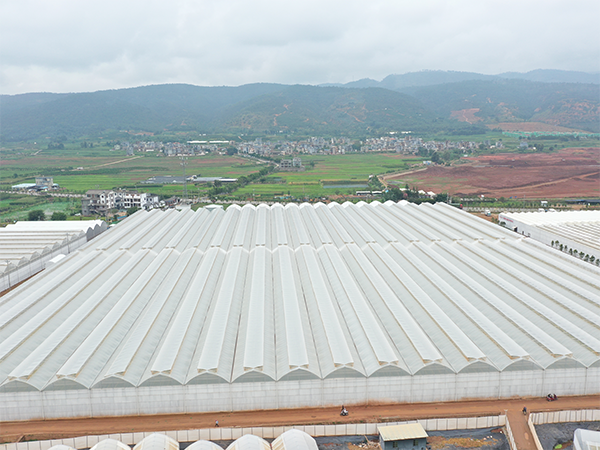 A 1.5-hectare GOTHIC multi-span film greenhouse in Kyrgyzstan