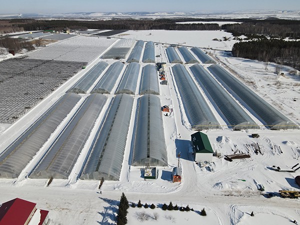 A 55,500-square-meter film vegetable greenhouse in Ufa, Russia