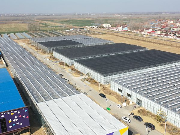 3-hectare glass greenhouse in Lanhua Town, Shuyang, Jiangsu
