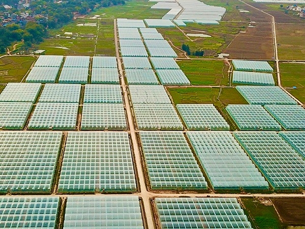 30 hectare continuous film greenhouse in Ningdu County, Ganzhou, Jiangxi Province