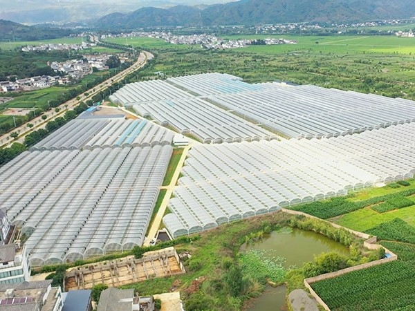 云南大理洱源县260亩连栋膜温室
